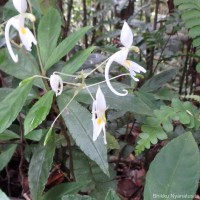 Impatiens cornigera Arn.